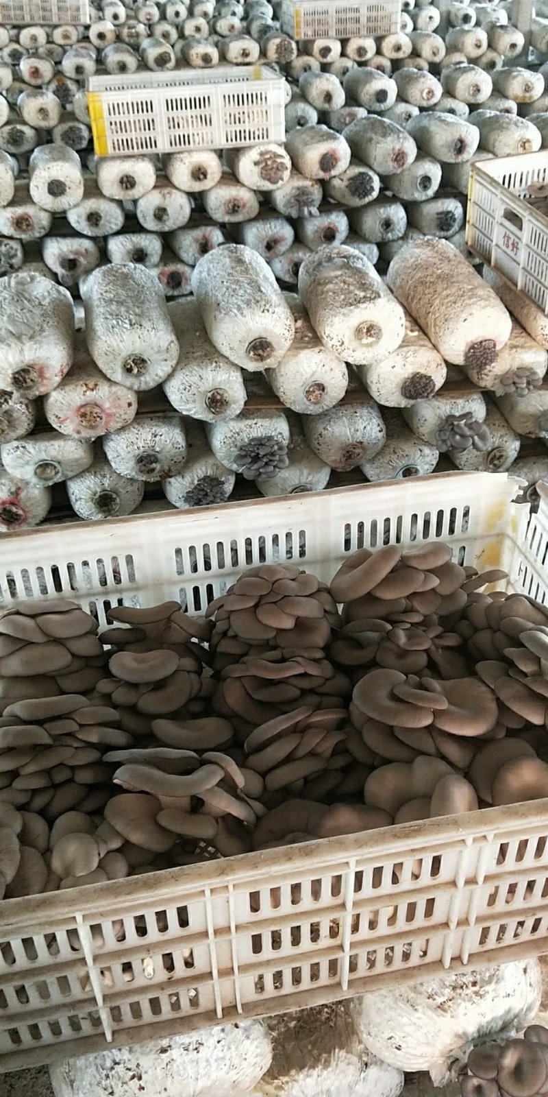 平菇熟料菌棒