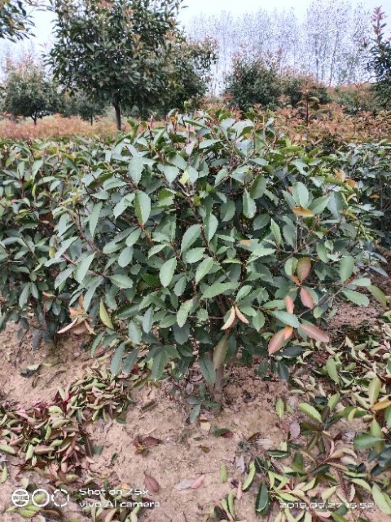 【精品】大量出售红叶石楠球自产自销，基地一手货源