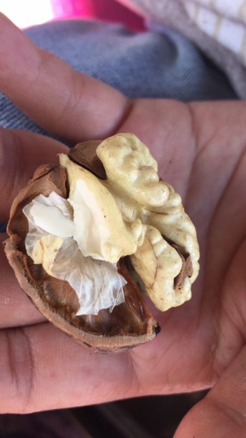 云南大理新鲜核桃冷库现货
