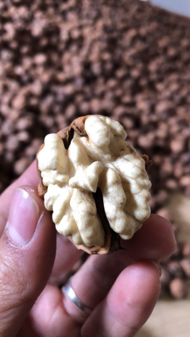 云南大理新鲜核桃冷库现货