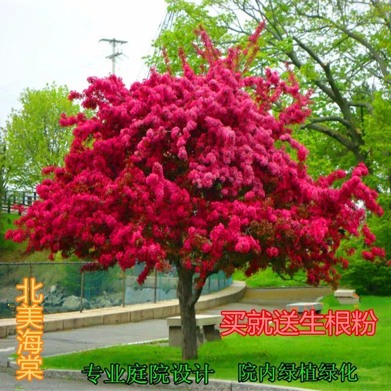 北美海棠庭院绿化保证质量包邮