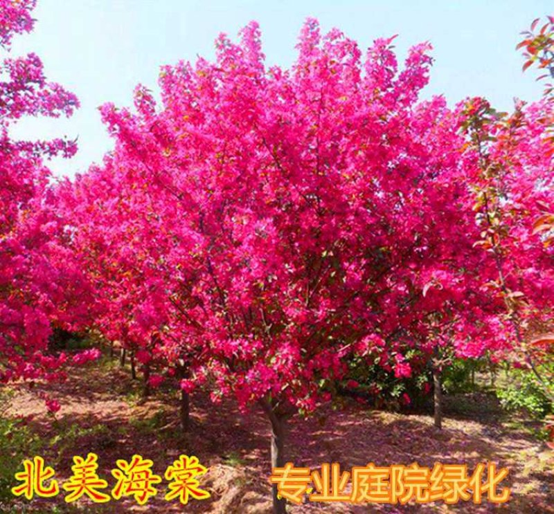 北美海棠庭院绿化保证质量包邮