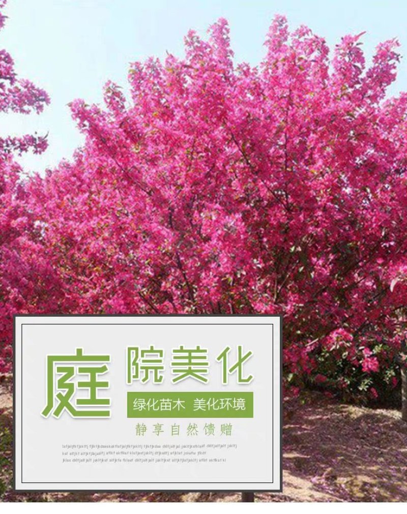 北美海棠庭院绿化保证质量包邮