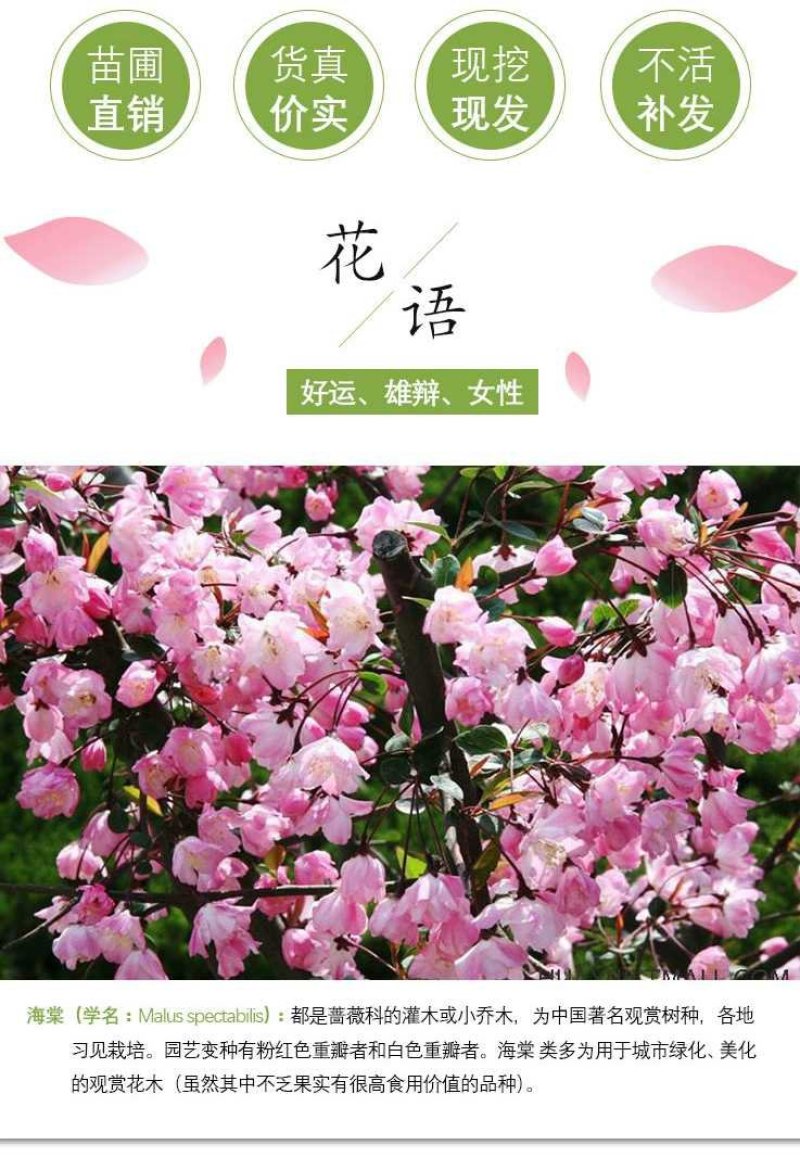 北美海棠庭院绿化保证质量包邮