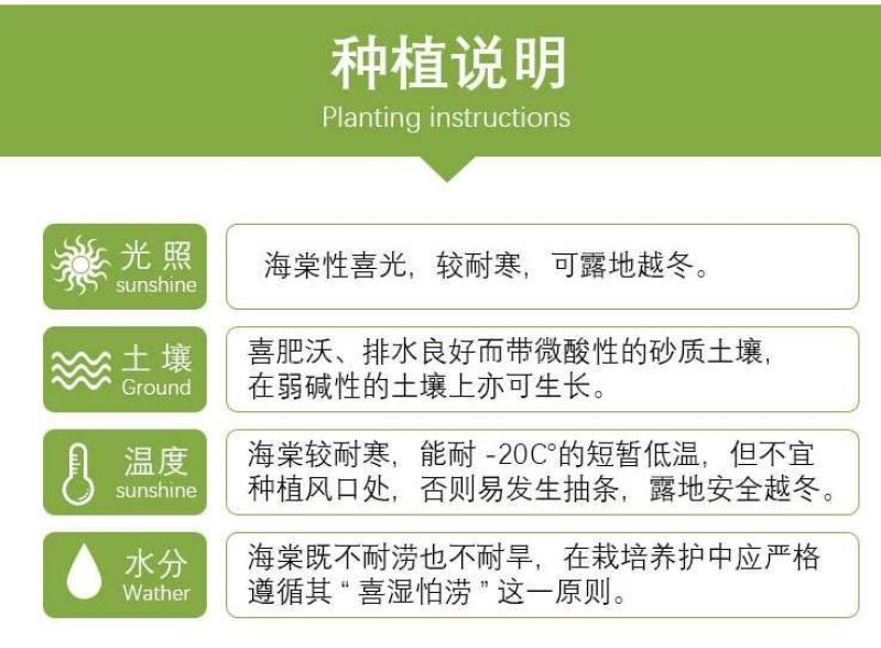 北美海棠庭院绿化保证质量包邮