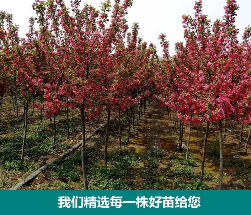北美海棠庭院绿化保证质量包邮