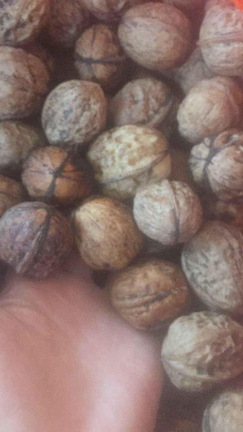 云南大理新鲜核桃冷库现货