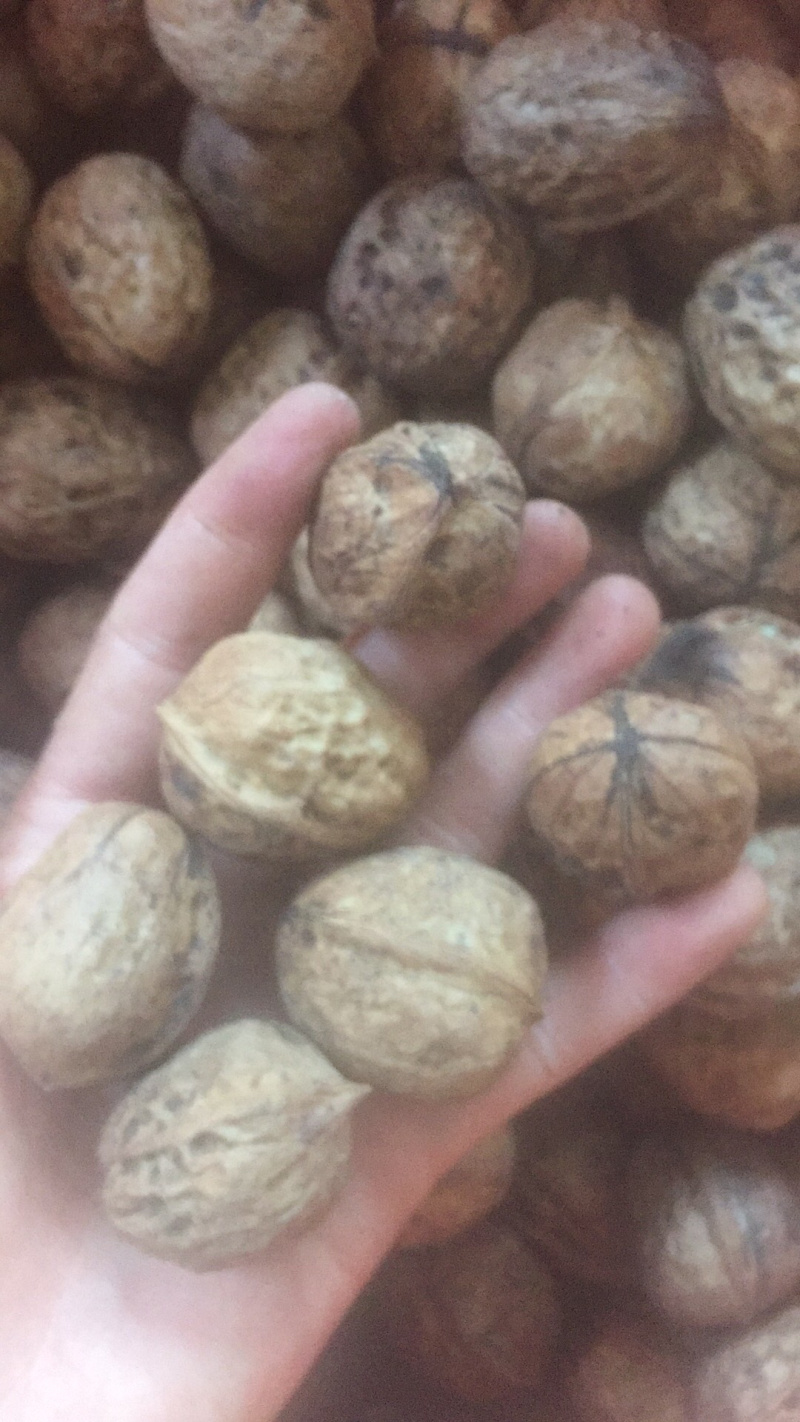 云南大理新鲜核桃冷库现货