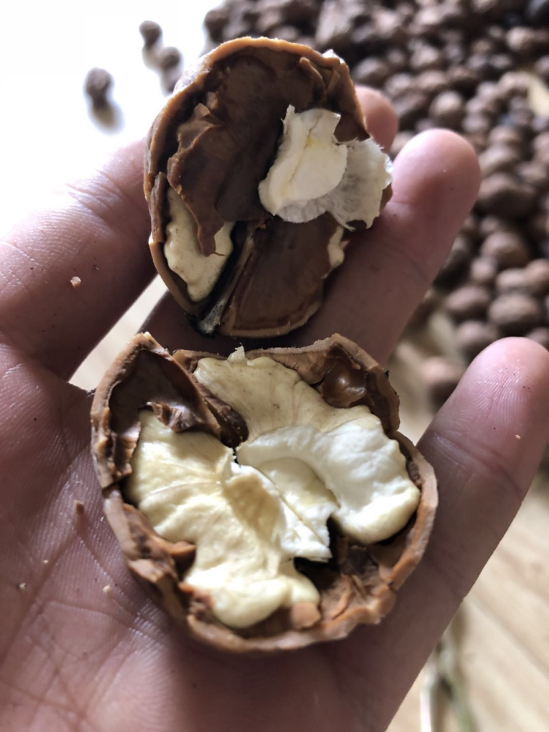云南大理新鲜核桃冷库现货