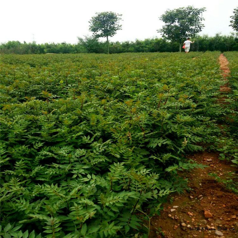 大红袍花椒苗保真签约发苗死苗补发包邮技术指导