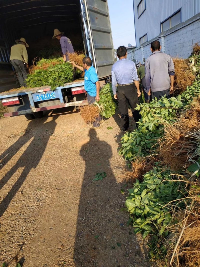 中花吴茱萸苗，上午发走20000株，感谢老板信任！