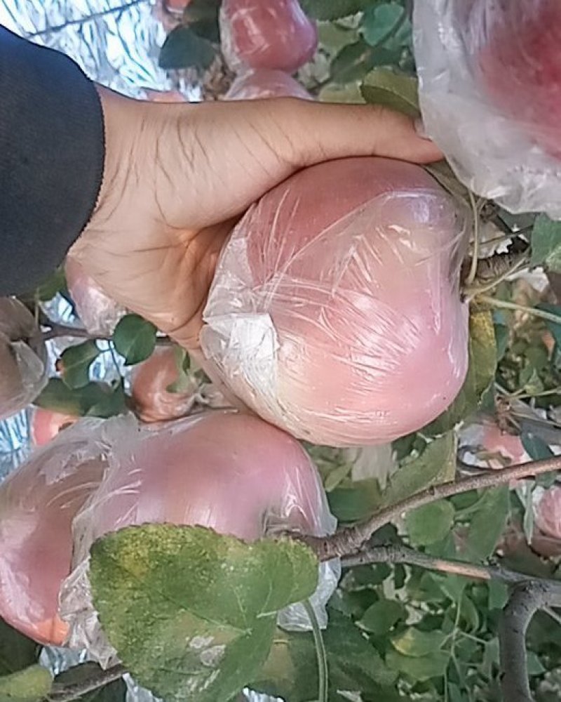 红富士