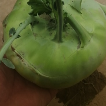 苤蓝大量上市！！！有想法抓紧联系