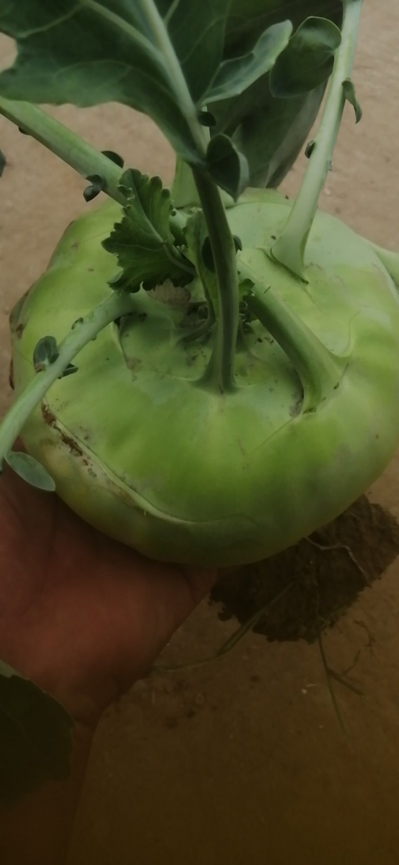 苤蓝大量上市！！！有想法抓紧联系