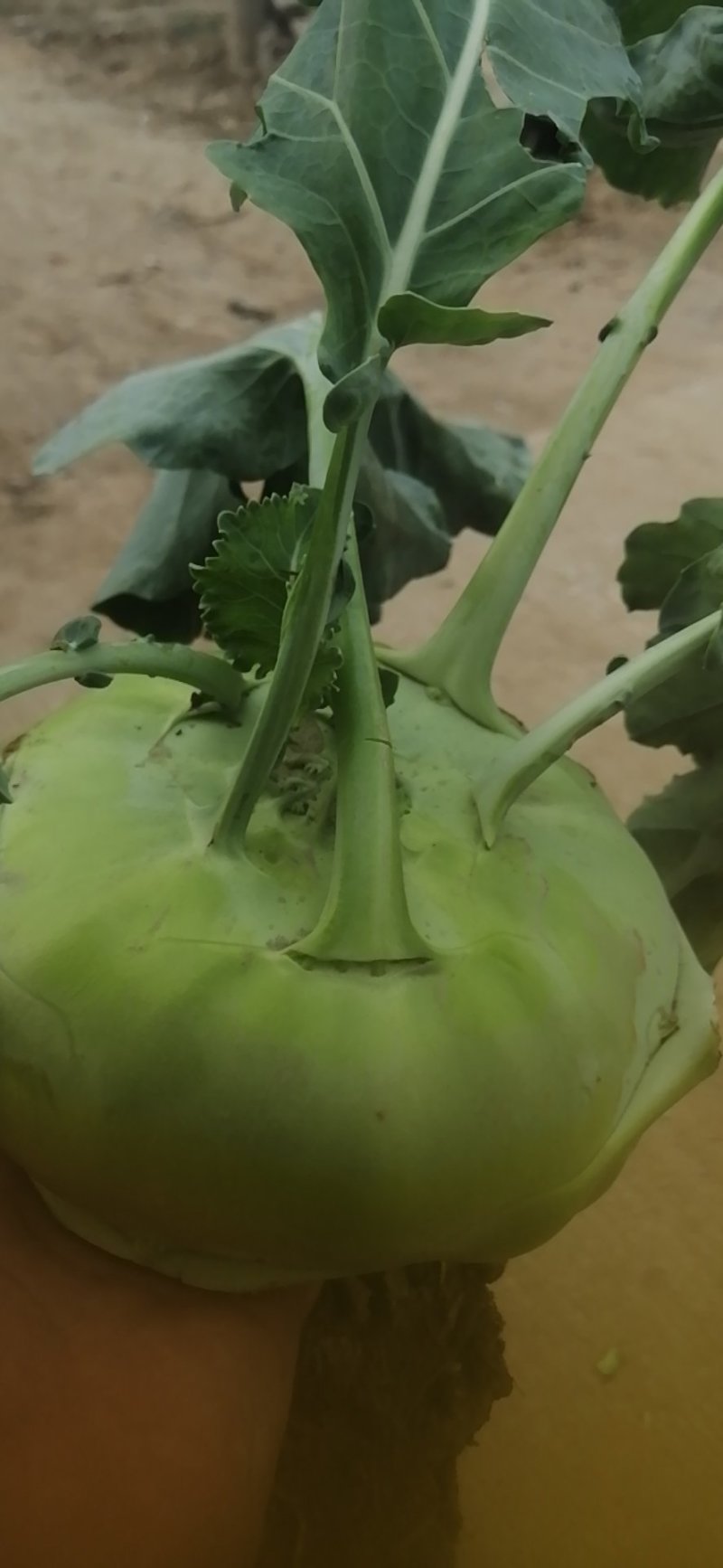 苤蓝大量上市！！！有想法抓紧联系