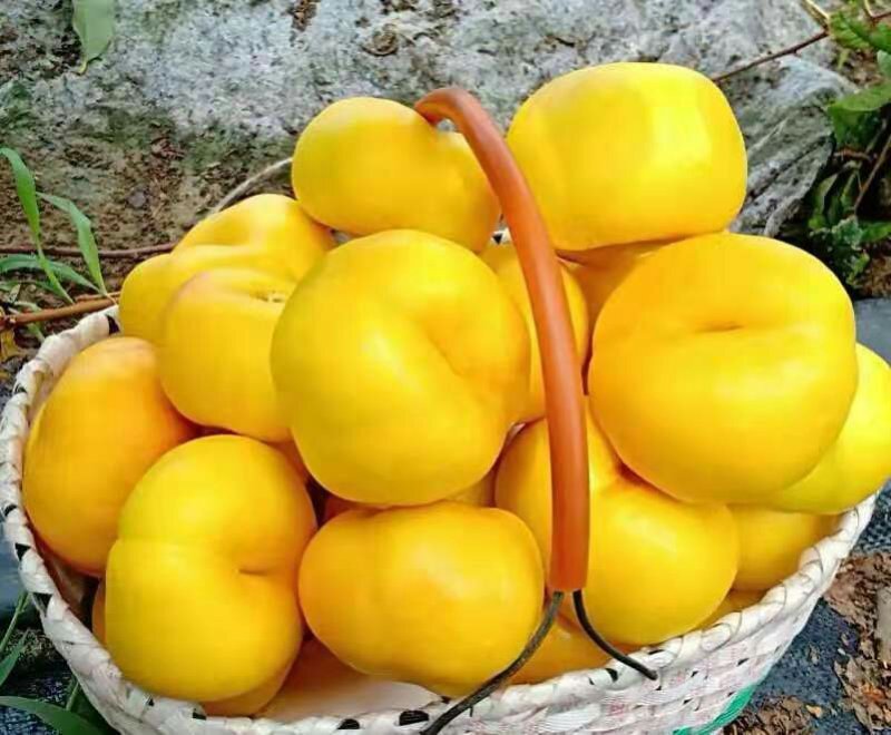 油蟠5油蟠7油蟠9蟠桃苗现挖直发，包邮