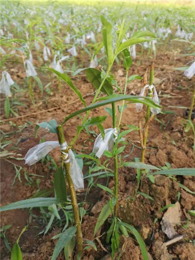 油蟠5油蟠7油蟠9蟠桃苗现挖直发，包邮