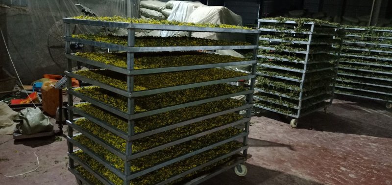 野菊花。现采，现烘干，精品优质野菊花，对接全国，一手货源