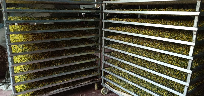 野菊花。现采，现烘干，精品优质野菊花，对接全国，一手货源