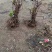 定植葡萄树