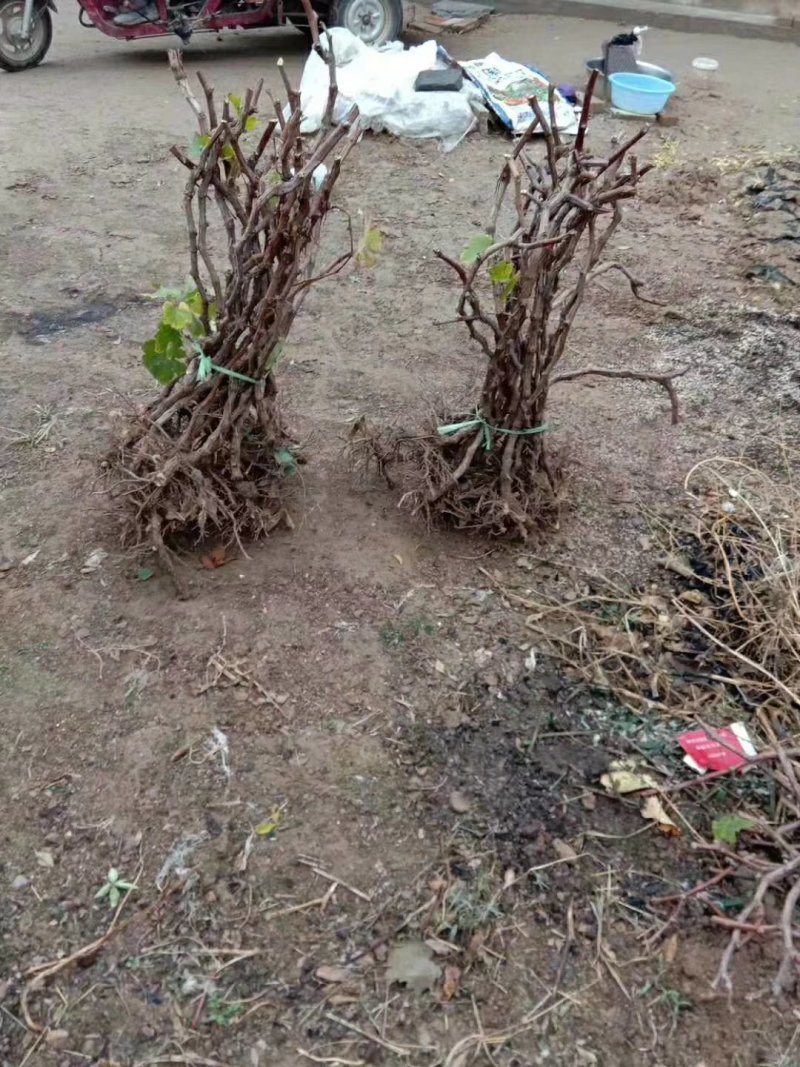 定植葡萄树