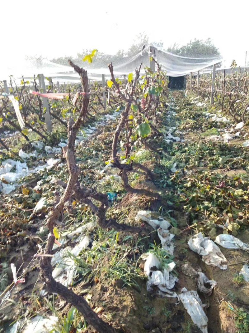 定植葡萄树