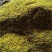 野菊花