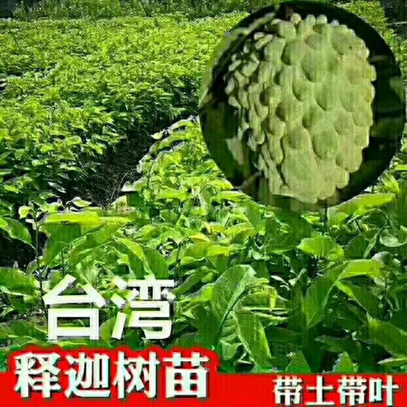释迦种子新鲜饱满嫁接苗大量供应