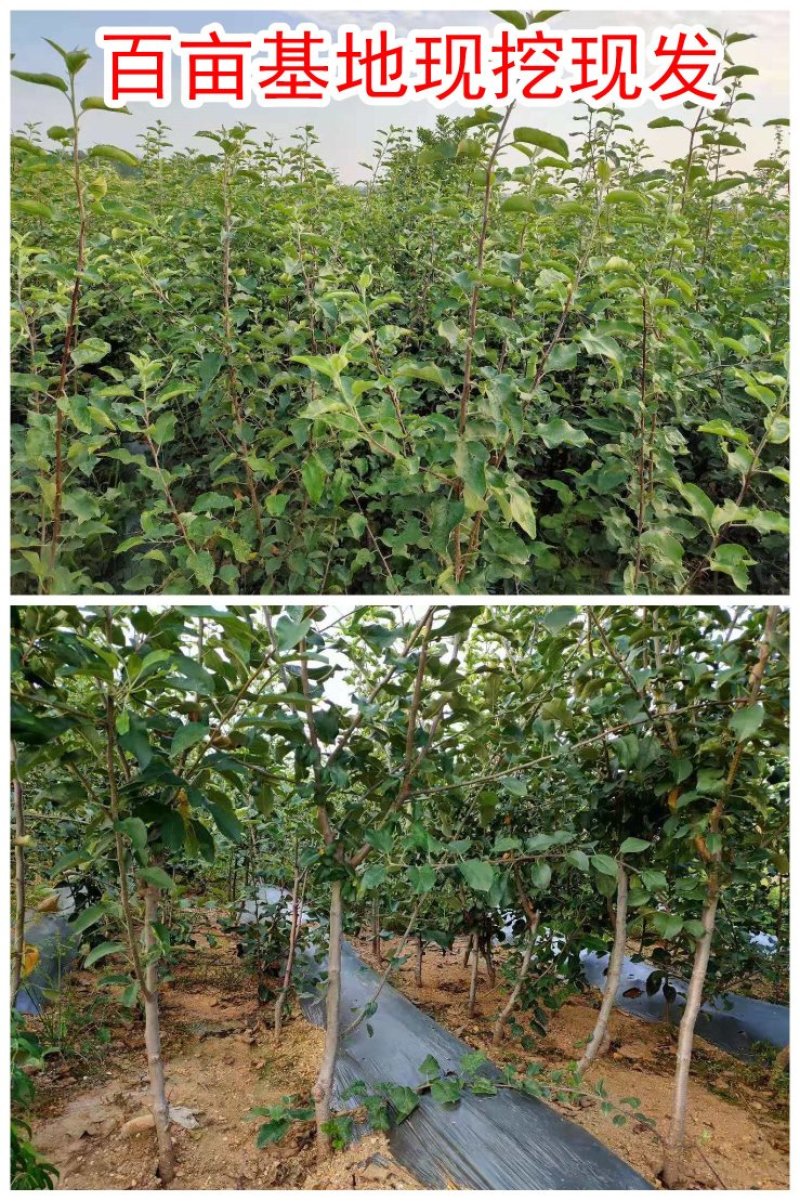 红肉苹果树苗红皮红肉甜度高基地直销保证品种
