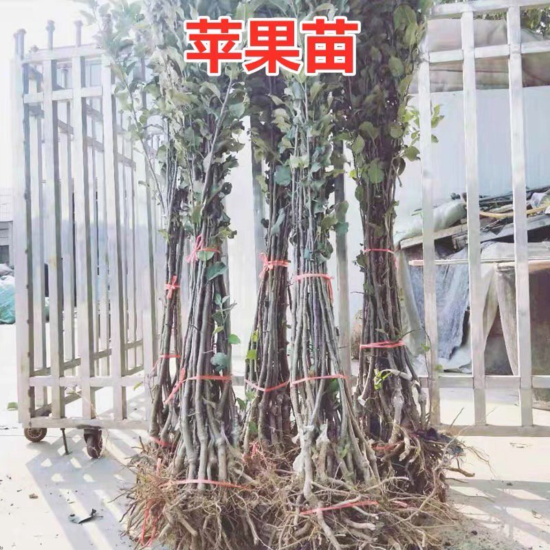 红肉苹果树苗红皮红肉甜度高基地直销保证品种