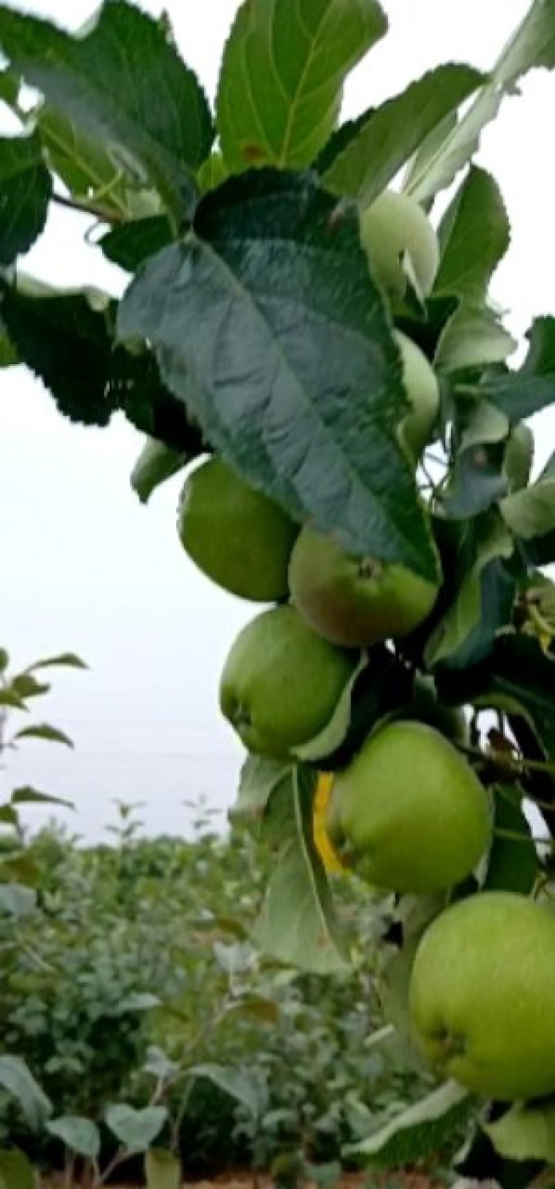 矮化红富士挂果苹果苗