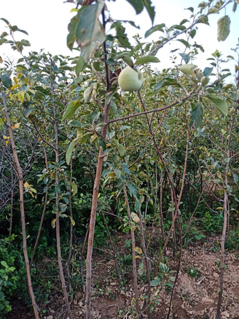 矮化红富士挂果苹果苗