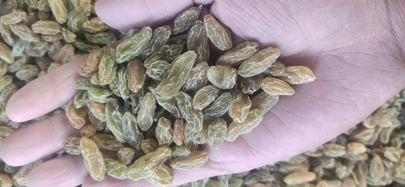葡萄干产地直发绿宝石，树上黄绿葡萄干，