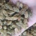 葡萄干产地直发绿宝石，树上黄绿葡萄干，