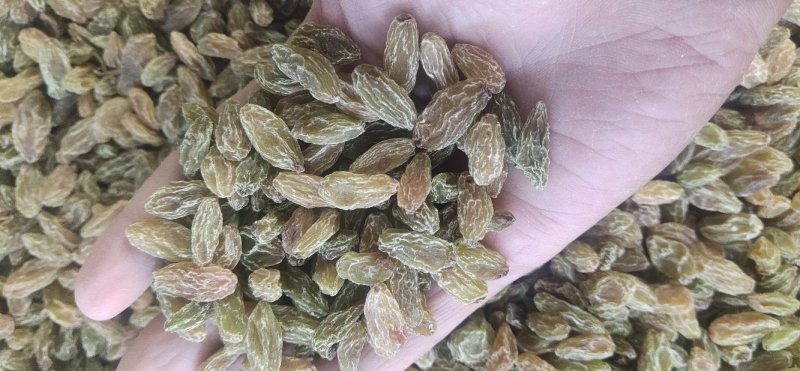 葡萄干产地直发绿宝石，树上黄绿葡萄干，