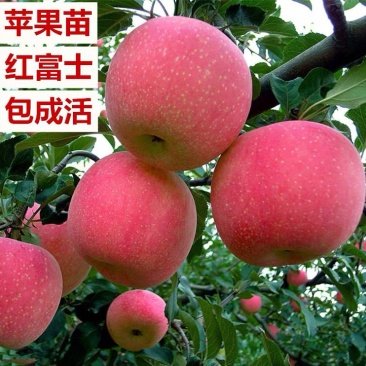 正宗甜脆红富士苹果苗包成活基地直销