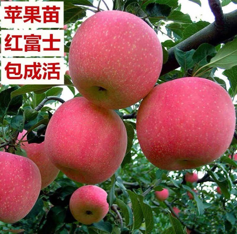 正宗甜脆红富士苹果苗包成活基地直销