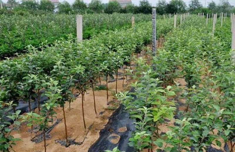 正宗甜脆红富士苹果苗包成活基地直销