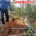 黑钻苹果树苗正宗黑苹果苗基地直销现挖现卖包邮