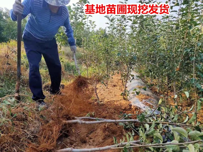 黑钻苹果树苗正宗黑苹果苗基地直销现挖现卖包邮