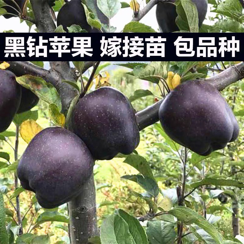 黑钻苹果树苗正宗黑苹果苗基地直销现挖现卖包邮