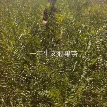 苗木种苗，沙棘苗，拧条苗，沙枣苗