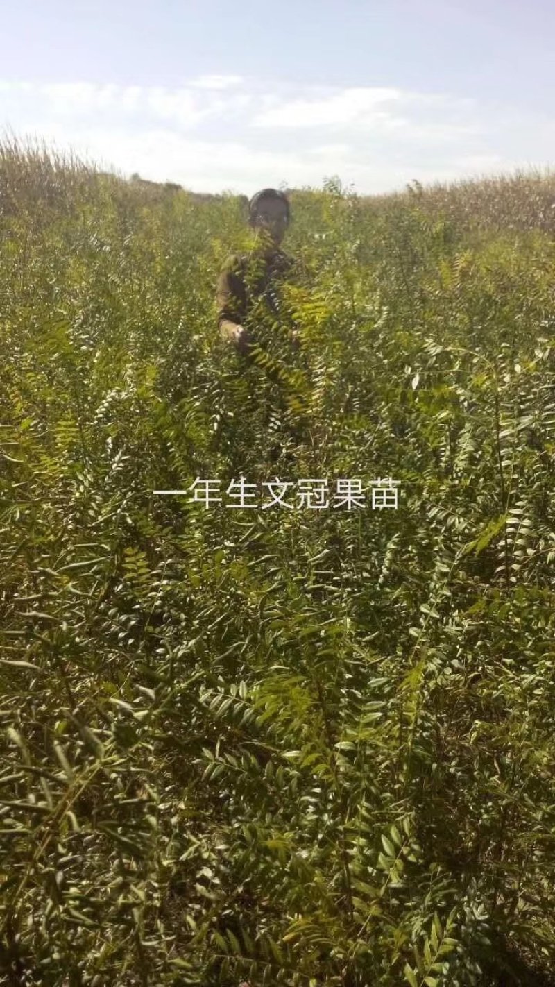 苗木种苗，沙棘苗，拧条苗，沙枣苗