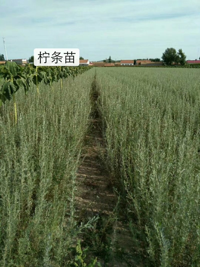 苗木种苗，沙棘苗，拧条苗，沙枣苗