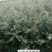 苗木种苗，沙棘苗，拧条苗，沙枣苗