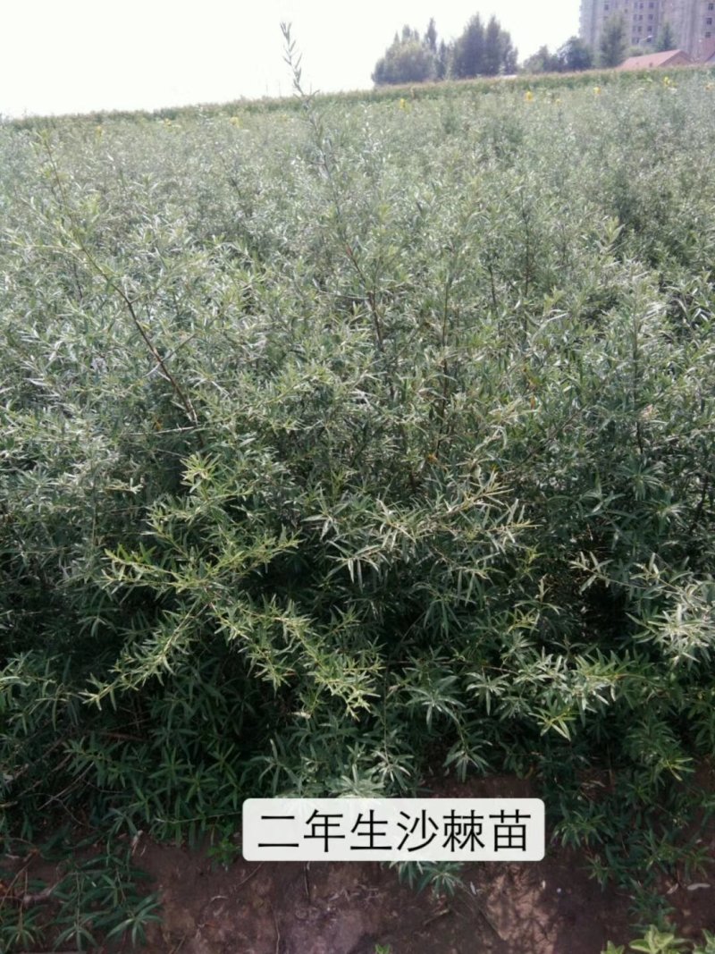 苗木种苗，沙棘苗，拧条苗，沙枣苗