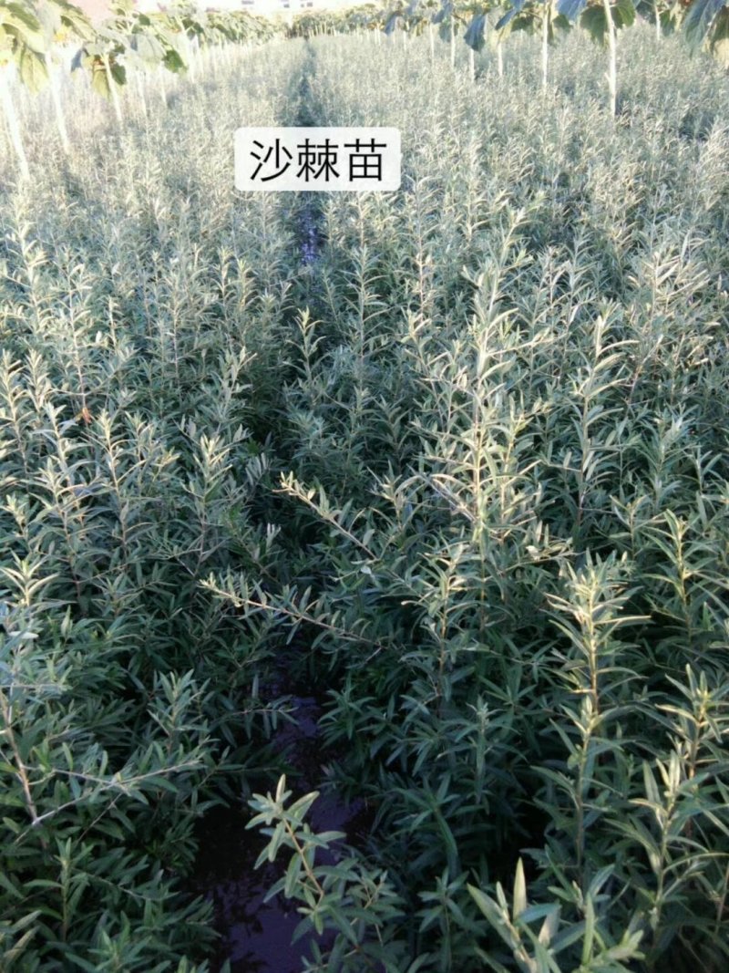苗木种苗，沙棘苗，拧条苗，沙枣苗