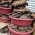广西百色野蜂房蜂巢蜂窝货源不多需要支持预定价格实惠