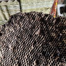 广西百色野蜂房蜂巢蜂窝货源不多需要支持预定价格实惠