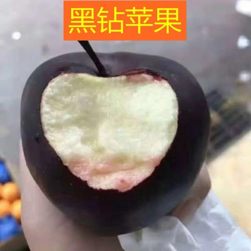 黑钻苹果树苗正宗黑苹果苗基地直销现挖现卖包邮